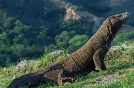 Private Trip Komodo Island