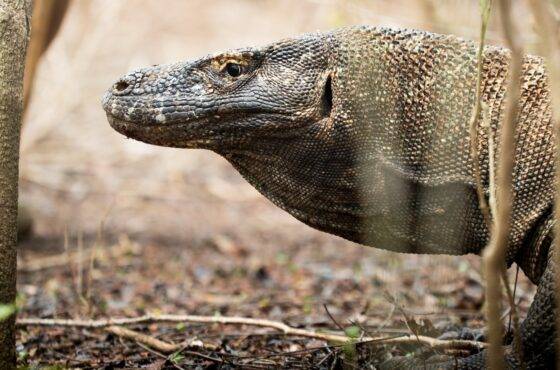 Discovering Komodo Island: History, Travel Tips, and Must-Visit Destinations with Phinisea Tour Operator