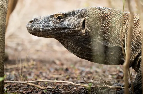 Discovering Komodo Island: History, Travel Tips, and Must-Visit Destinations with Phinisea Tour Operator