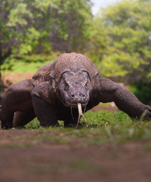 Komodo Island
