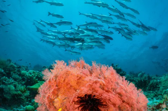 Private Trip 6D5N Raja Ampat