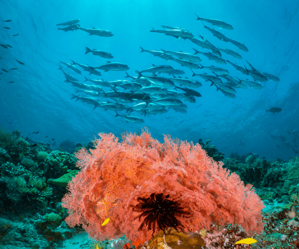 Private Trip 6D5N Raja Ampat