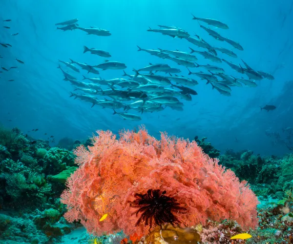 Private Trip 6D5N Raja Ampat