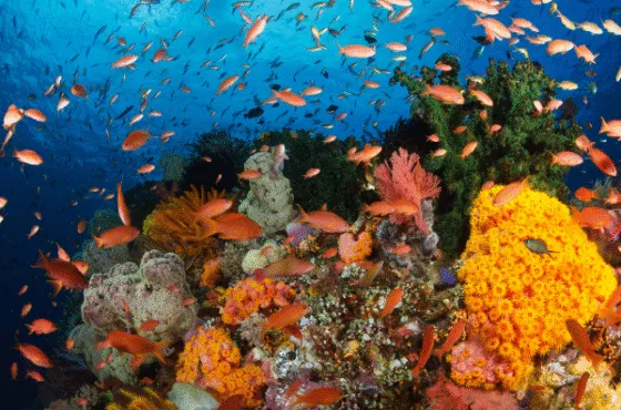 Private Trip 9D8N Raja Ampat