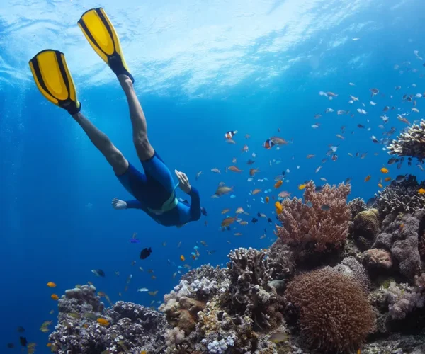 Private Trip 2D1N Komodo Island