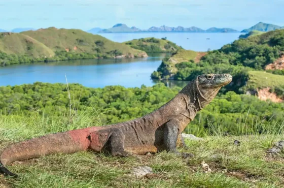 Komodo Island Tour: Complete Guide to the Best Komodo Island Tour Packages, Routes, Costs, and Top Tips for 2025