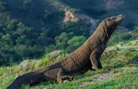 komodo island tour